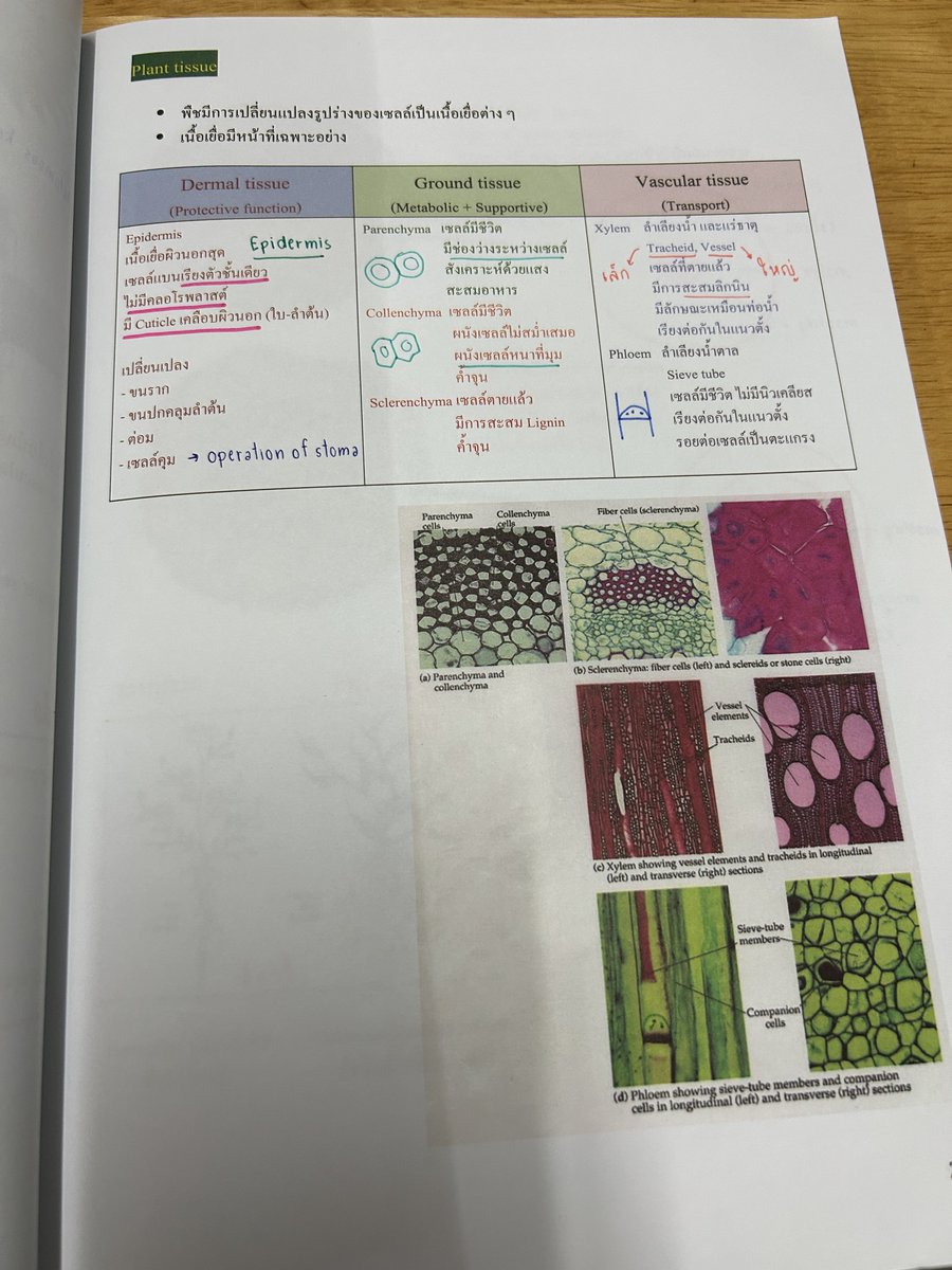 sale_bookkk's tweet photo. 📚Fundamental Coma Biobeam สรุปเนื้อหาชีวะแบบกระชับ + ตะลุยโจทย์ ม.ต้น (116 หน้า)
✨ จดครบละเอียดในคอร์ส
🚀 140฿
#tpat3 #หนังสือเตรียมสอบมือสอง #alevel #หนังสือเรียนมือสอง #tpat1 #dek66 #dek67 #dek68 #หนังสือชีวะ #วิชาสามัญ #biobeam #ไบโอบีม #เตรียมอุดม #กสพท66 #tpat2 #tpat1 https://t.co/lWgOq0IwST