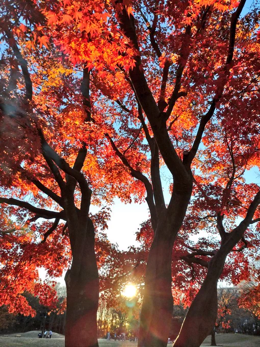 光が丘公園良いな 