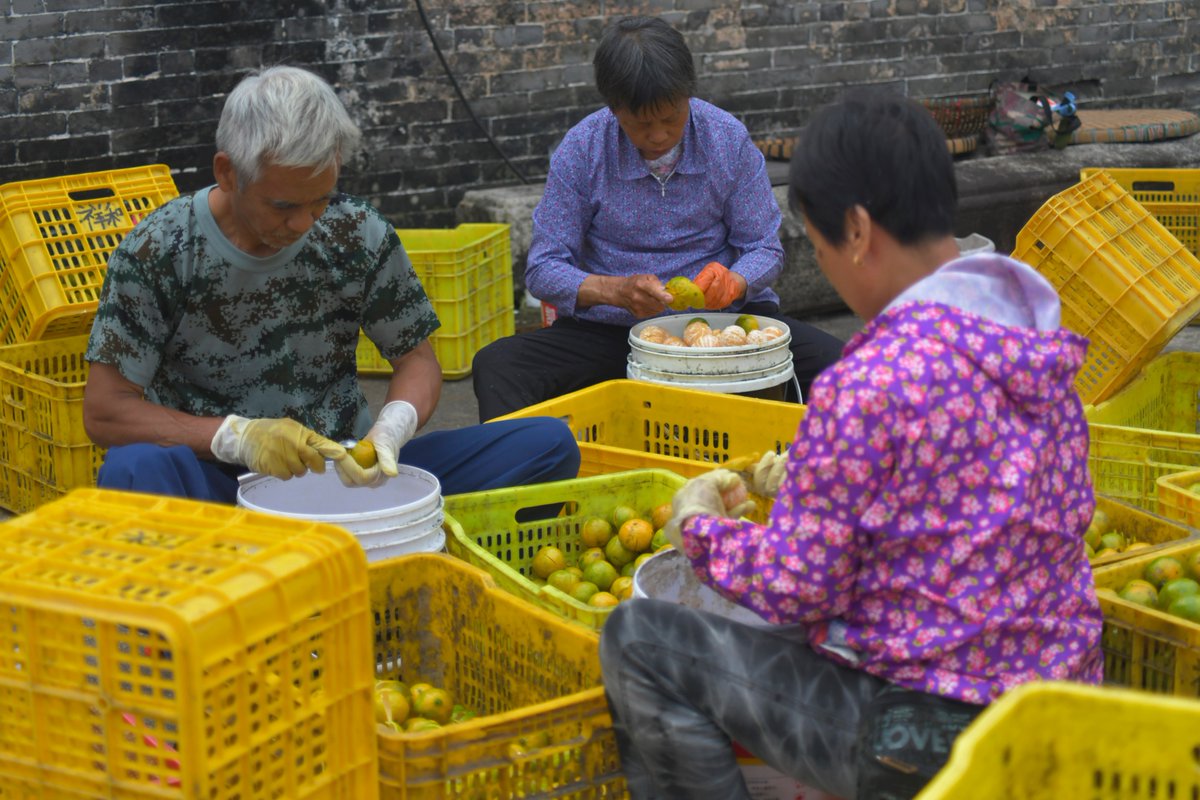 iGuangdong's tweet photo. Villagers peel baskets of oranges🍊 in Xinhui district, #Jiangmen, #Guangdong province. According to traditional Chinese medicine, dried orange peels can treat loss of appetite and help clear throats. [📸/IC] #OnlyInGD https://t.co/bh1o4gMeGN