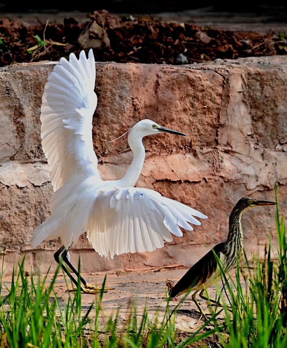 China Daily on Twitter "A flock of egrets were spotted at Tongxin