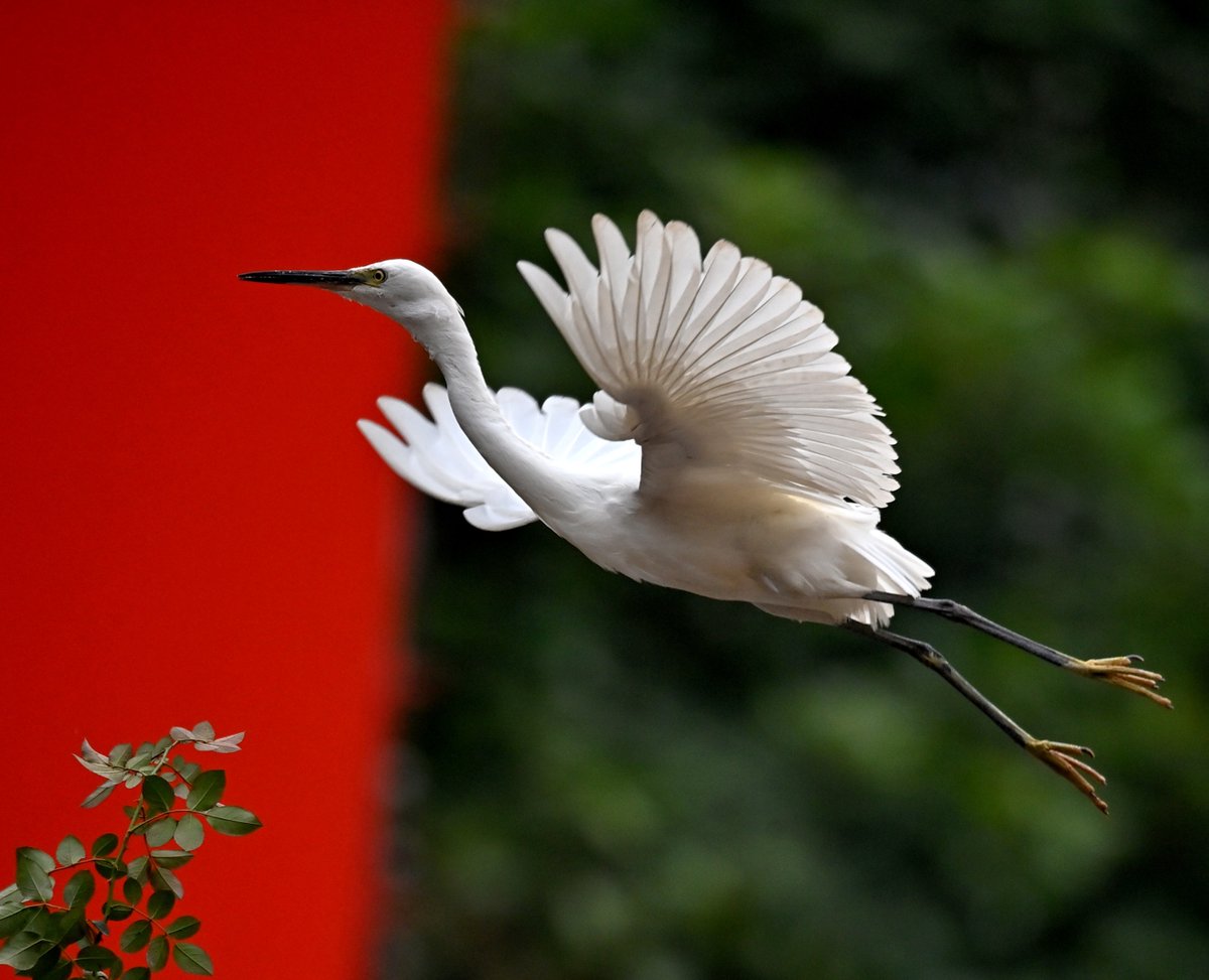 China Daily on Twitter "A flock of egrets were spotted at Tongxin