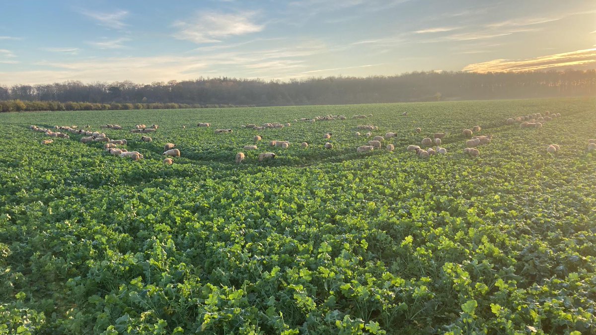 Well what else would you do on a Friday night....Nice to try alternative methods to reaching for the can, even if it can reduce rates it's worth trying. #lessismore #darkarts #cloudfarming @NewHollandAG