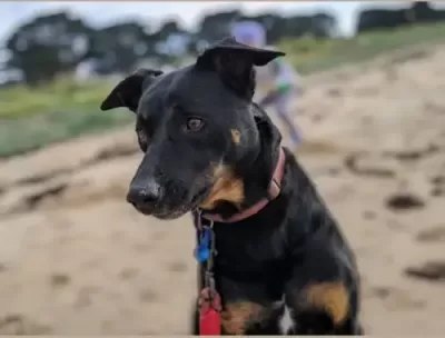 Rafferty is a sweet guy looking for a place to lay his head. He is a gorgeous, loyal and gentle soul however he is not a fan of birds. He finds them irritating and would like them to go away.

More Info:
victoriandogrescue.org.au/ready-for-adop…

#RescueDogs #AdoptDontShop #Melbourne #Kelpie