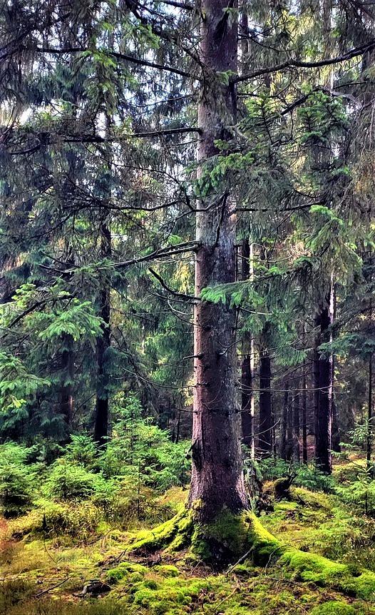 The Canadian Forest scientist Suzanne Simard from the University of British Columbia was the first to prove that trees in a forest are connected to each other via a Wood Wide Web. Simard was also able to prove that even trees of different species take care of each other. 💚🌳🌲💚