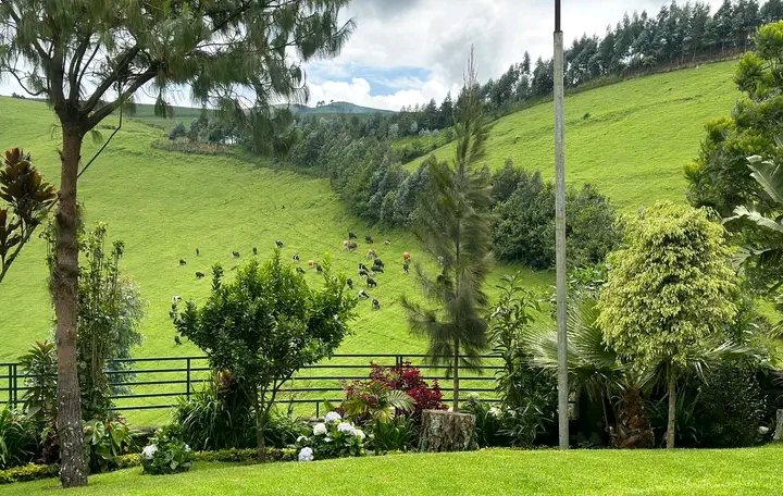Kivuinfo24's tweet photo. Goma ,Rutshuru,Masisi ce sont des territoires Rwandaise pillés par la belgique pour le Congo-Belge en 1885,  That's why 99%of people Masisi and Rutshuru speak Kinyarwanda language....

@Rebels_f_Christ @HeritierRW @VoiceOfKivu @Smith07350812 @sugiramireille https://t.co/qg7QeGyxIp