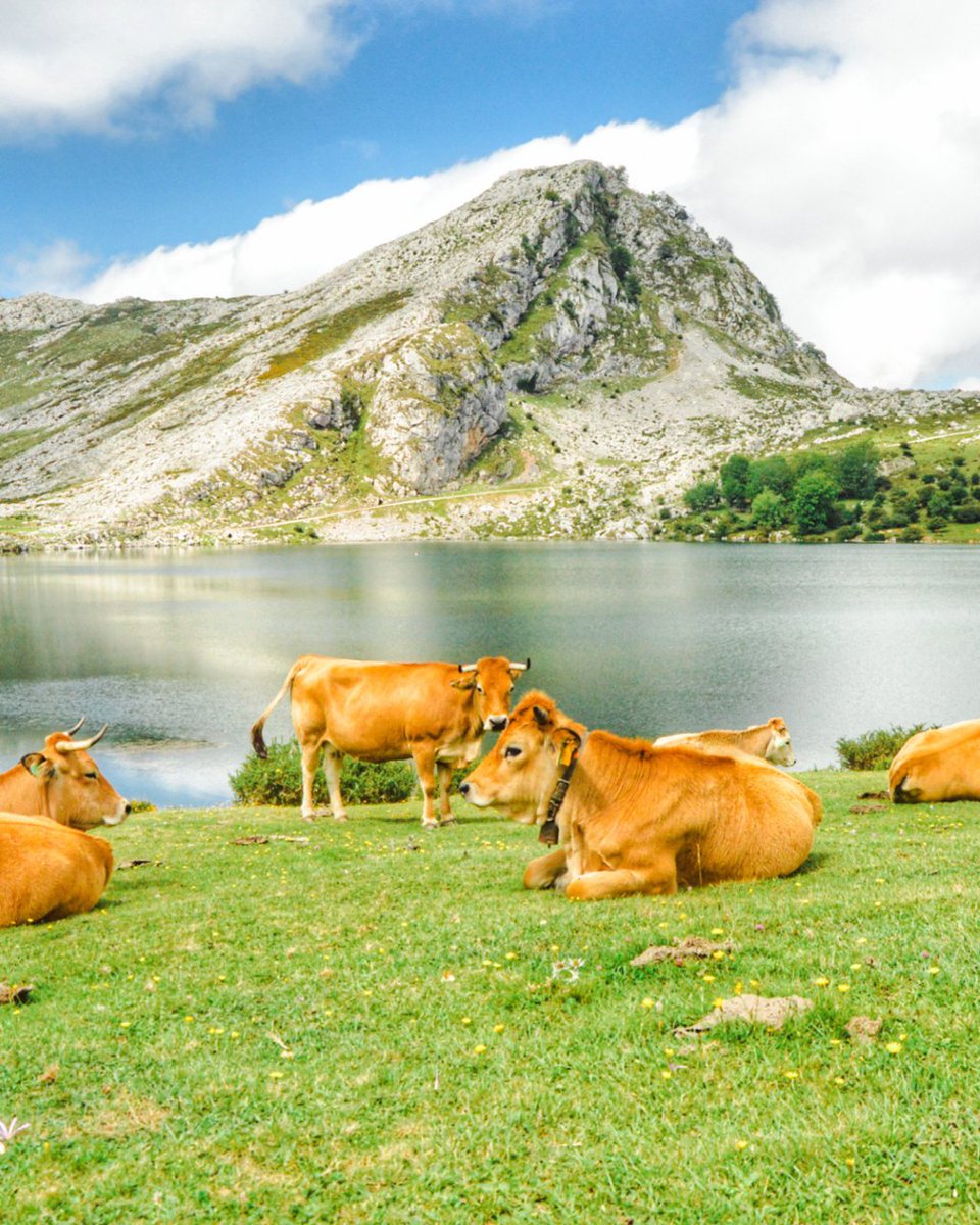 viajar's tweet photo. Hoy nos despertamos desde una de las zonas más bellas de todo Asturias. Estamos entre El Santuario de Covadonga y sus bellos Lagos de Covadoga, unas lagunas formadas por los lagos Enol, La Ercina y el Bricial. 💙 https://t.co/JoETCO1qyQ