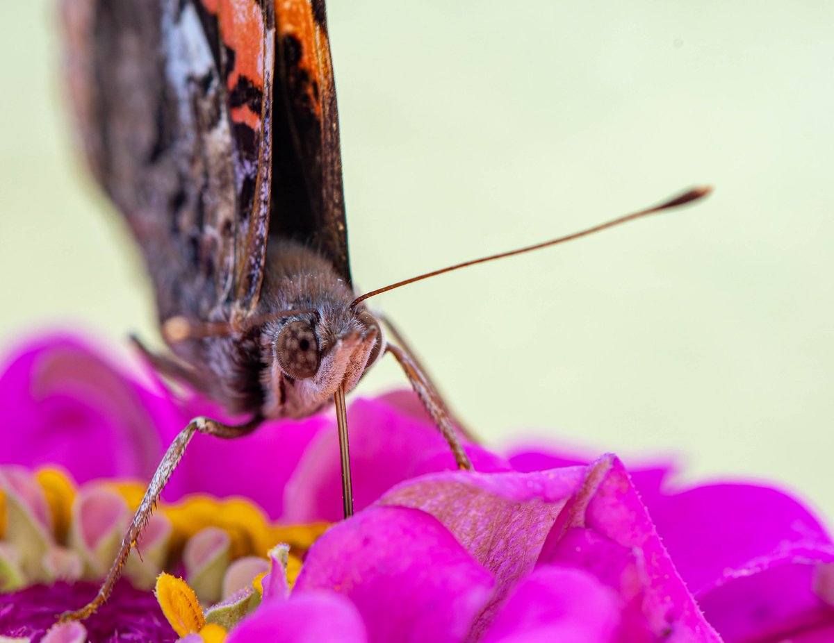 m2niac's tweet photo. Red admiral (Vanessa atalanta)
--
#butterfly #redadmiral #redadmiralbutterfly #vanessaatalanta #wings #eyes #facet #insect #insectphotography #macroworld #macronature #macro_perfection #animal #wildlife #details #nature #macro #photo #photographer #photography #фото #m_hladchenko https://t.co/2SRyBD1Ckl