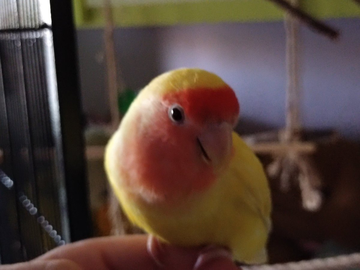 Mari1623_'s tweet photo. Quién le dice que mama no va a poder abrir la puerta de la habitación y va a poder verme, venir a mi mano, pedir mimos y atención, entrenos, pipas, mijo, forrajeo como mama siempre lo pone y que sus otros 3 compañeros se van a tener que separarar de ella?
#exoticosperofamiliares https://t.co/B0j4yFrn3I