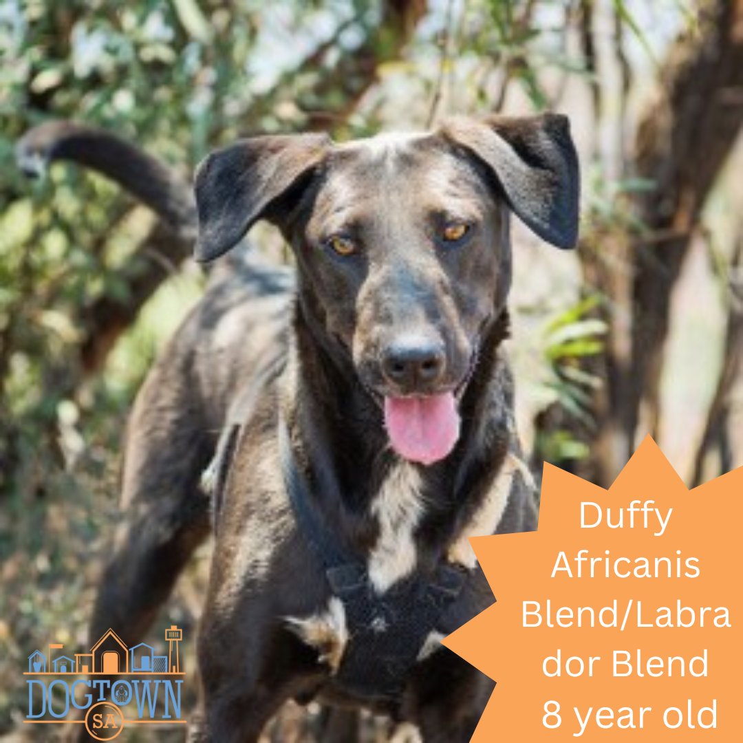 Dogtown_SA's tweet photo. My name is Duffy. I have been waiting for a long time to be chosen by the right family. For some reason, I have been continuously overlooked despite always being on my very best behaviour.
Please come meet me. Email adopt@dogtownsa.org to make an appointment. https://t.co/vSCOSnegtT