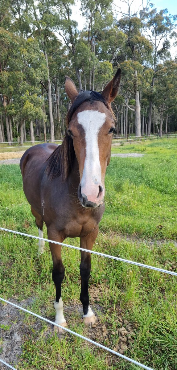 Bennyhol53's tweet photo. Big girl departs the farm tomorrow on route to the Tassie @mmsnippets sale Feb!! Looking a treat, can't wait to see how she preps up! https://t.co/UA6oim2VS1