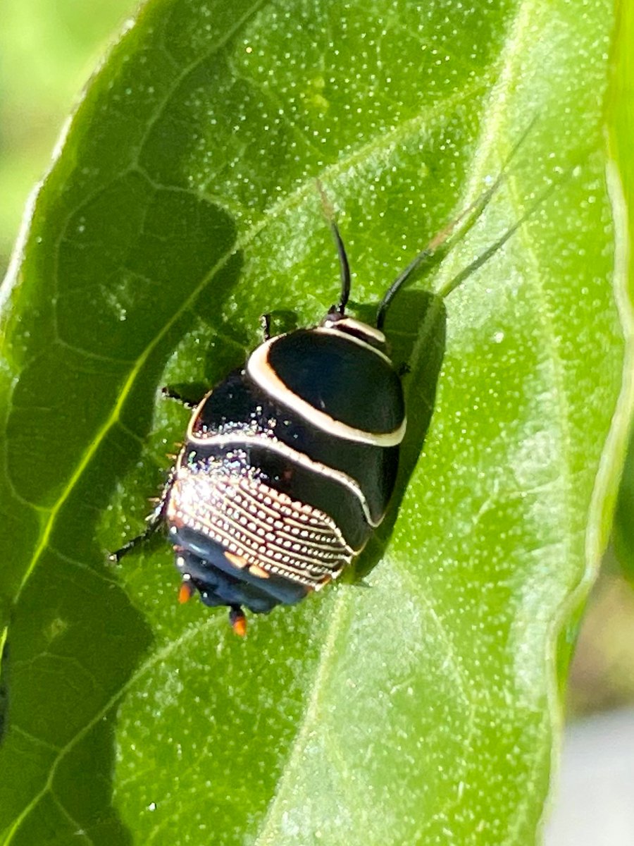 DryRiverbedGirl's tweet photo. A gorgeous nymph of Ellipsidion australe, with the perfect common name “Beautiful cockroach”
The adults are stunning too 😍
#backyardbugs #insects
#Blattellidae https://t.co/FjXZ1Ws9hn