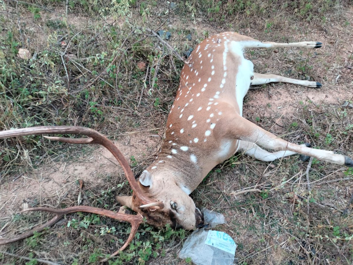 dinesh_khate's tweet photo. Unfortunate death of Chital in train accident near Mul station on Ballarshah-Gondia railway line, still no mitigation plan implemented by Railways. #savecorridors #TadobaAndharitigerreserve 
@drmngpsecr @secrail  @MahaForest @mieknathshinde @SMungantiwar https://t.co/DMrsetLpfi
