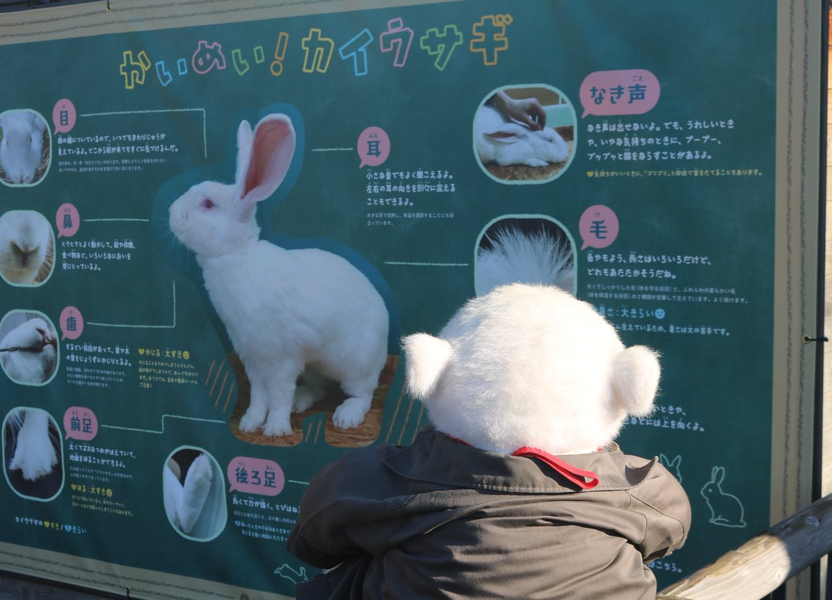 2023年はウサギ年。子ども動物園すてっぷで干支にちなんだ企画展「かい
