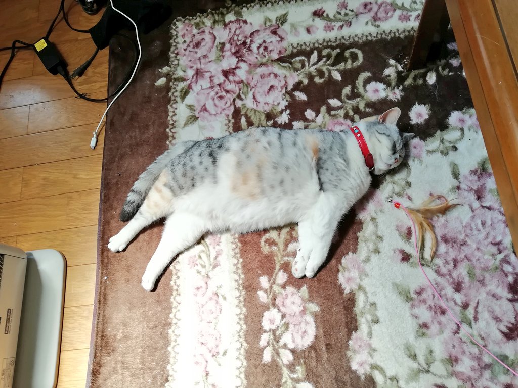 ホットカーペットに負けた猫が放心状態で床に落ちてる おもちゃ転がってるのがいい Togetter