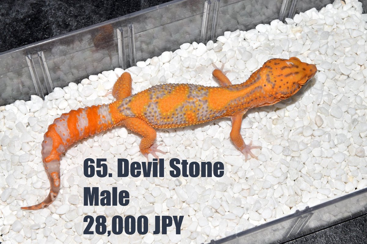 Bell Lineとなります。
100頭のハイエンドリストがあります。 
写真をもらいたい方はラインをください。
DMは写真の転送が難しいです。
LINE ID : MyGecko