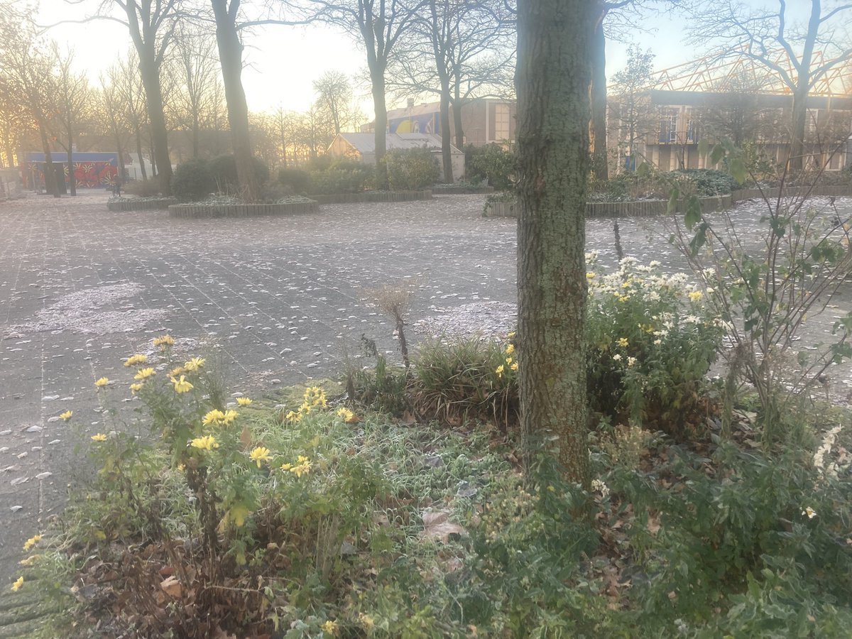 rinibiemans's tweet photo. Winter op het #jalonplein #winterbeeld #stadsnatuur https://t.co/FMipKClbc4