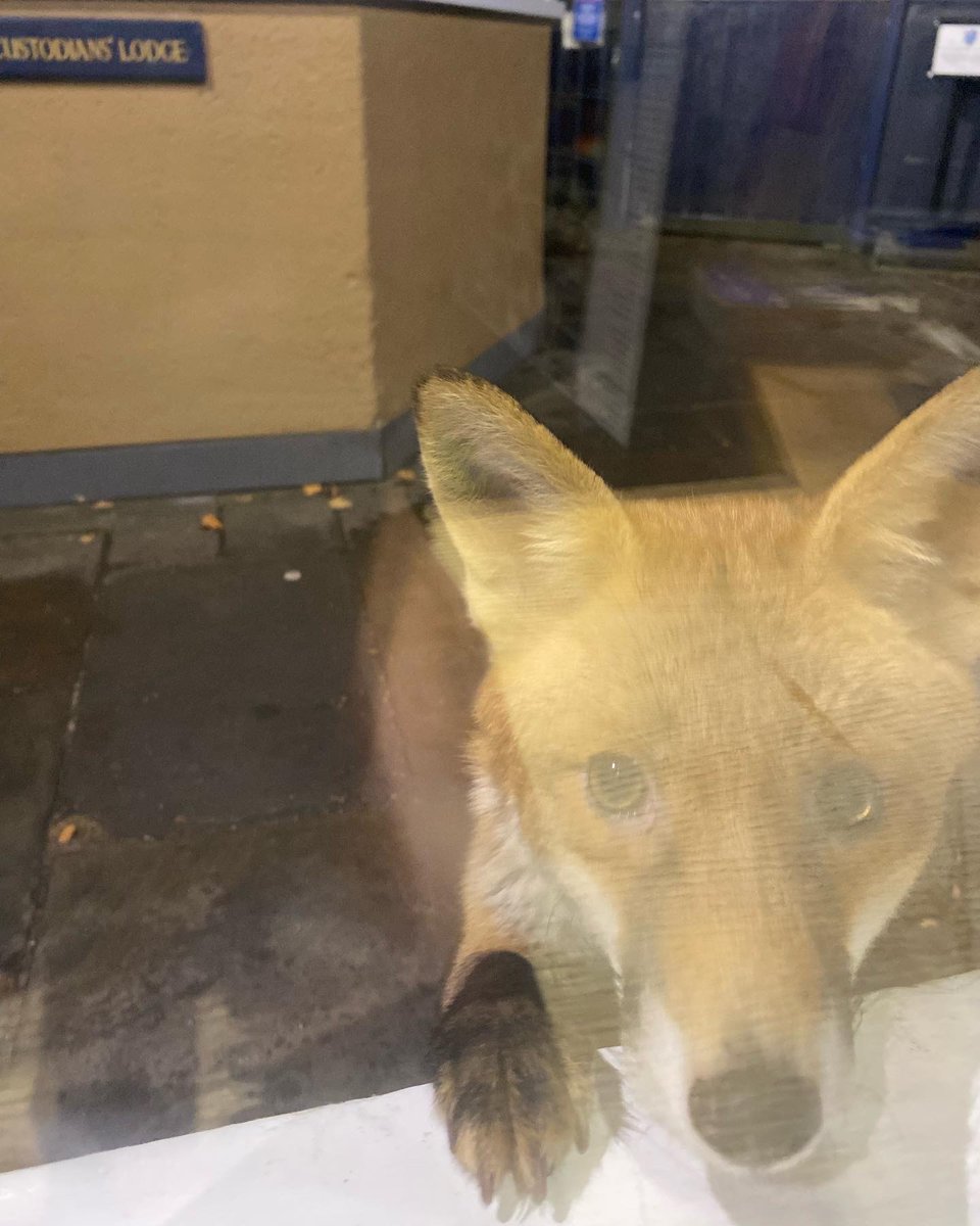 A fox puts its paw up on the window ledge of the Trinity Porter's Lodge at night.