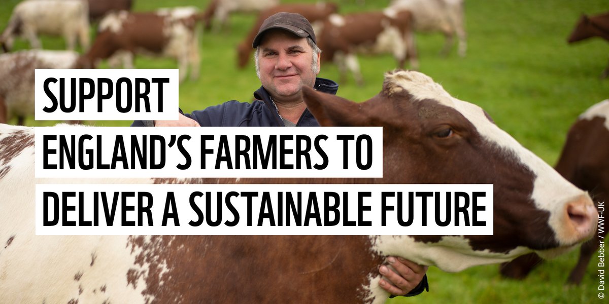 WWF UK tweet media