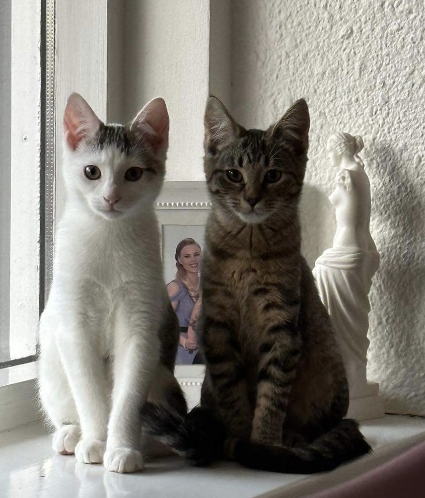 Hef grun um að þessi tvö séu of vitlaus til að verða útikettir, svona í ljósi þess að þau eru bæði búin að detta ofan í morgunbaðið hennar Silju undanfarnar fimm mínútur.