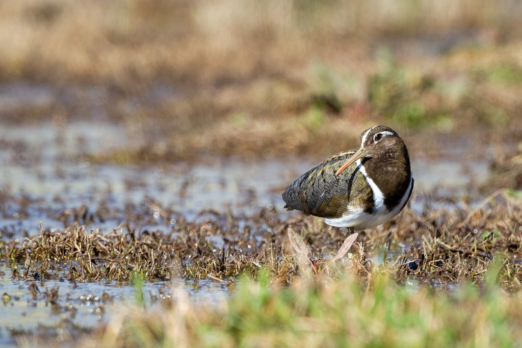 Biosis has pledged $5,000 to help track The Australian Painted-snipe.

The project is being run by a group of dedicated researchers, including Biosis Senior Zoologist Dr Inka Veltheim.

Find out more at chuffed.org/project/painte…

Image: David Stowe Photography