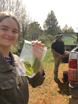 LabPlantEcology's tweet photo. Meet our new #PhD colleague, Claire Wauquiez!👋
She has joined the #EOS project CANOPi and will study #adaptation strategies of Central African trees in response to #drought using an #ecophysiological approach.
More info: https://t.co/paic1Tmn2N
@FWOVlaanderen @frsFNRS @FbwUGent https://t.co/vaIHxusnyi