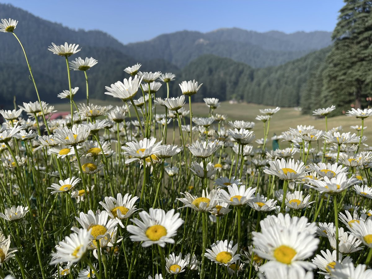 vinaY parashar tweet media