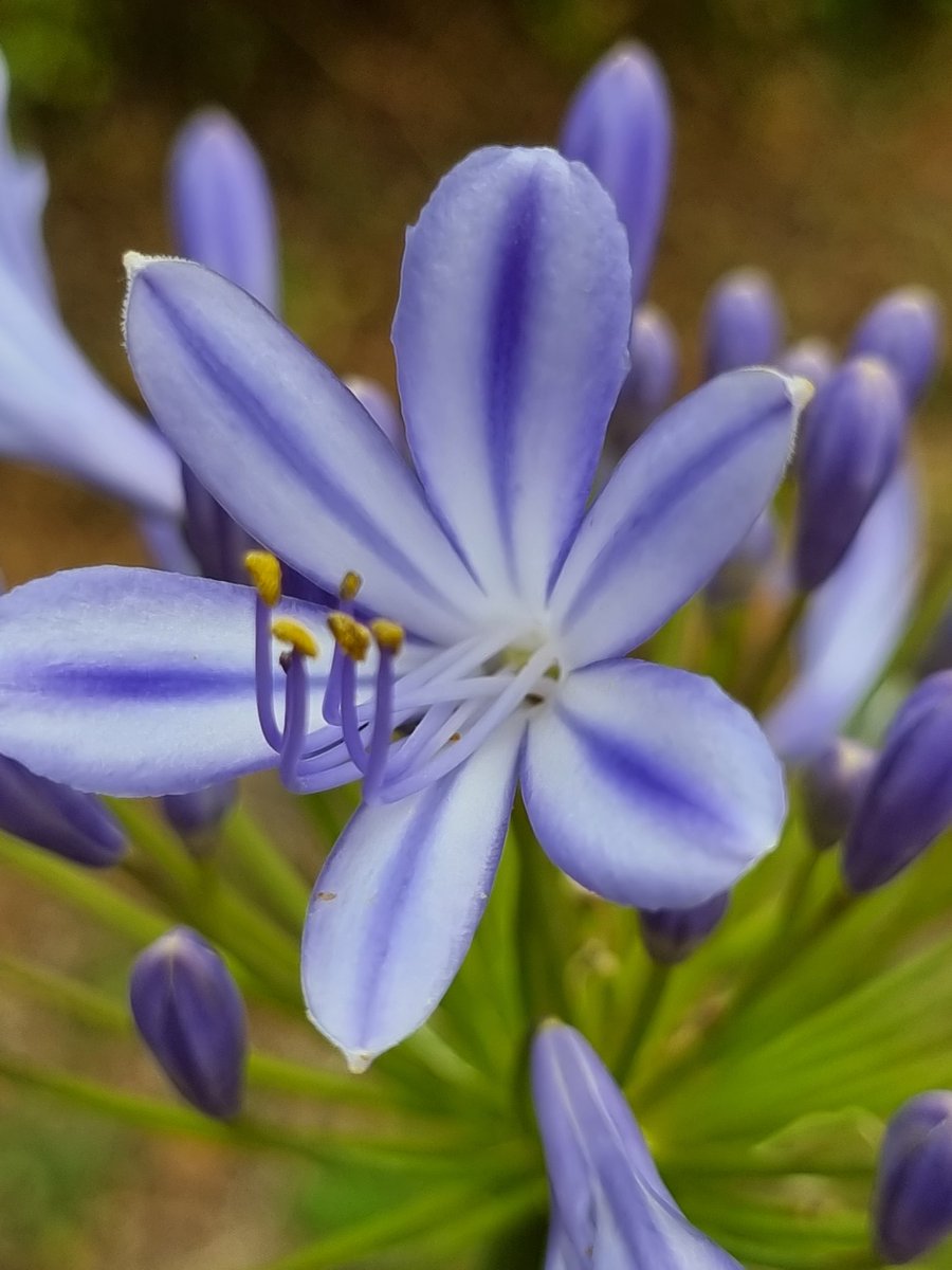 FindNatureNow's tweet photo. Fabulous Friday! Have a great weekend 💜🌸 #FridayFeeling #weekendvibes #garden #nature https://t.co/j4kDtYQjV5