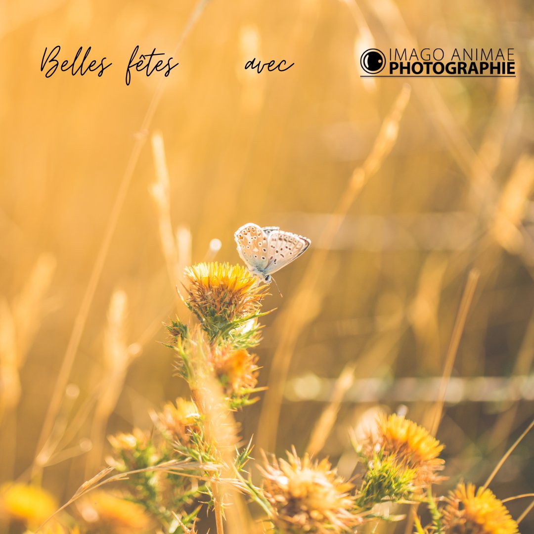 ImagoAnimae's tweet image. De très belles fêtes à toutes et à tous !

Christophe Camps – Imago Animae Photographie
Mariage – Lifestyle 
Au service de vos plus belles histoires…
imagoanimae.fr