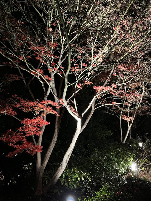 徳川園の紅葉 愛知県 紅葉名所22 ウォーカープラス