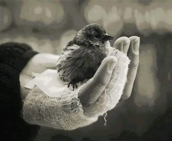 "Kış geldi firâk açmadadır sîneme yâre 
Vuslat yine mi kaldı güzel fasl-ı bahâre."
..
Alıntı