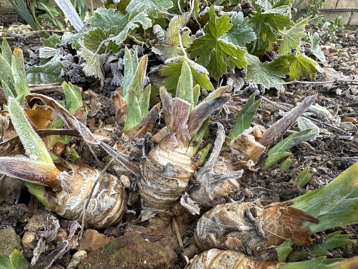IrisesSeagate's tweet image. Luckily the irises don’t mind this weather at all but only time will tell how other things fair, I leave much of the less hardy stock out to see how it takes the cold so we will see… #coldspell #frozensolid #hardyplants #noprotection #irises #winter #britishweather #herbaceous