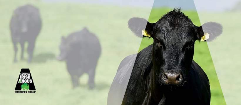 Congratulations to Callum Shorten, Brian Farrell and Jarif Akbar in getting through to the next round of the 'Irish Angus School Competition' and Best of Luck to them in the next round which will held in the University of Limerick in January. #cbsfamily #angus #beef #Competition