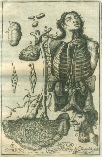 Esta lámina de la “#Anatomía galénico-moderna' de M. Porras (1716), grabada por Yrala (1680-1753), “manifiesta las venas lácteas, glándulas mesentéricas, cisterna del chilo y ducto thorácico”” #HistMed  #SigloXVIII #BibliotecaDigital #BibliotecaHistórica bibliotecavirtual.ranm.es/ranm/es/consul…