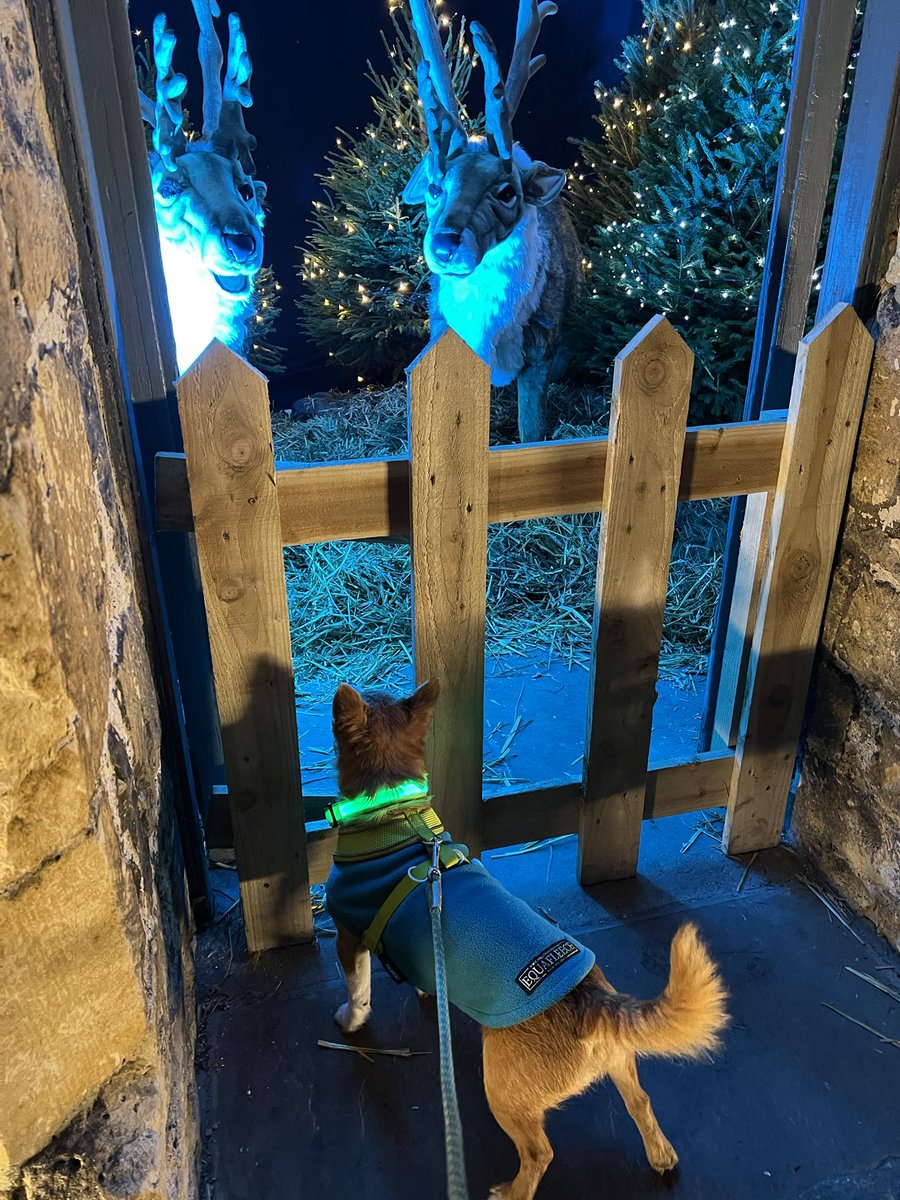 elisemcdade's tweet photo. @LincolnCastle A lovely evening walk for Frank! https://t.co/J48YAvgbA6