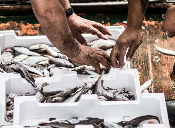 How can you support #SmallScaleFisheries? <a href="/FAO/">Food and Agriculture Organization</a> has set out points on how different stakeholders can help #SSFs, from individuals buying &amp; consuming products to #researchers implementing training on #ClimateChange &amp; its impacts. 

Find out more 👉 buff.ly/3FarihW