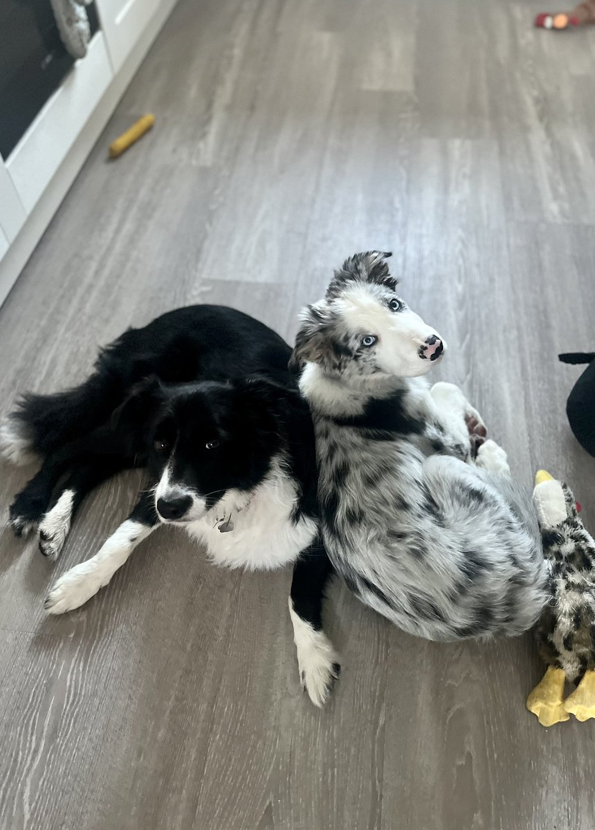 My life♥️💙 #bordercollie #dogsarelove #dogsareeverything