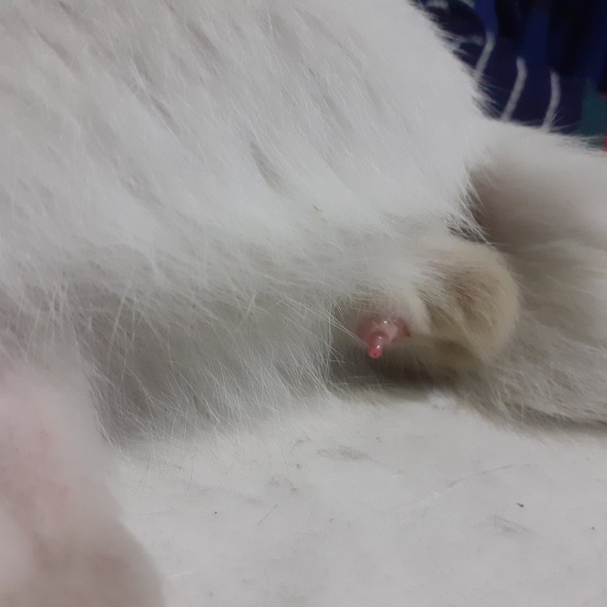 Piciomol's tweet photo. Lagi mimpi apa ni kicing yak 🤔 https://t.co/N3aDT8TE53