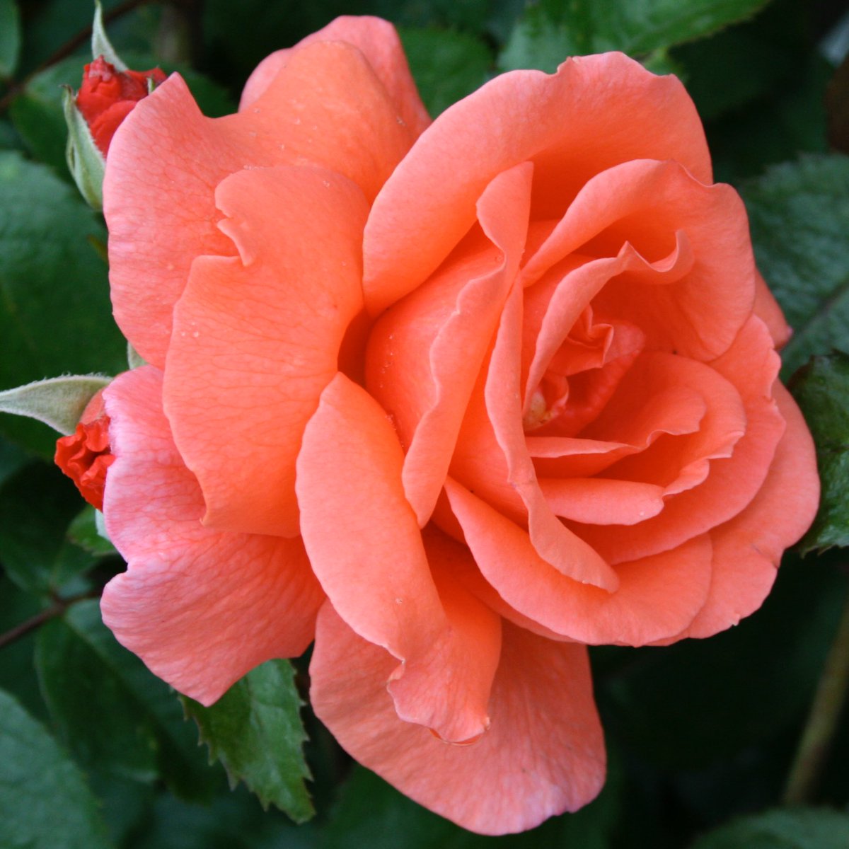 rosesukroses's tweet photo. Hybrid Tea #rose ‘Eloise’, bred by Gordon Kirkham. A warming vision for a frosty and frozen day 15 of our #adventofroses 
Have a good day everyone, take care out there &amp; stay safe.
#ARoseADay #roseadvent 
@loujnicholls @kgimson https://t.co/mePaVAXqll