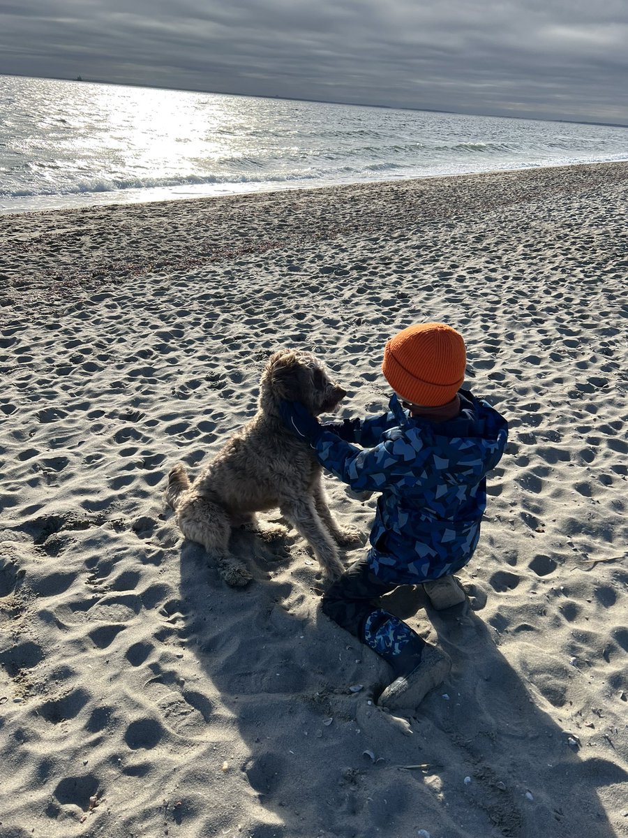 LadyCabbage's tweet photo. @JodiLynnSharpe @KayeSteinsapir Was looking for the Aussiedoodle rec! https://t.co/uRf7Qs4xJT