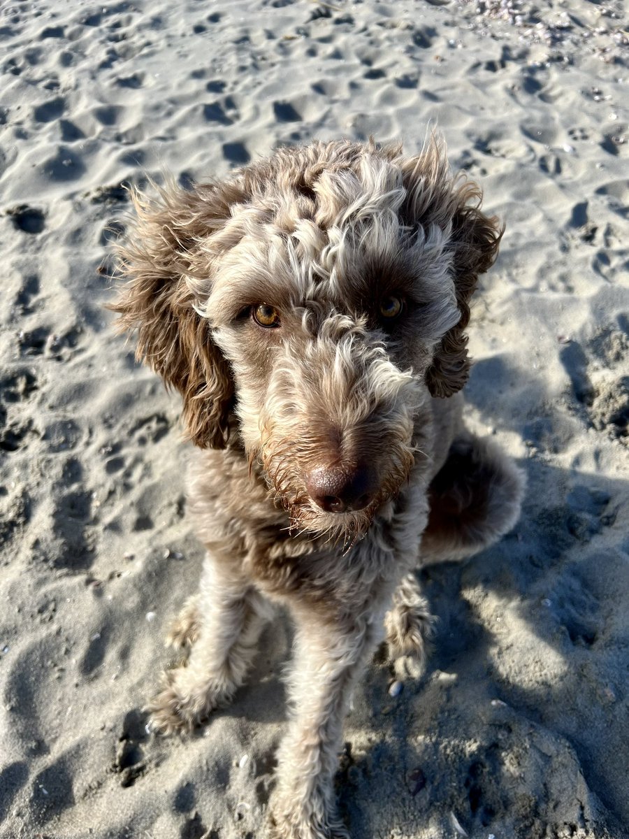LadyCabbage's tweet photo. @JodiLynnSharpe @KayeSteinsapir Was looking for the Aussiedoodle rec! https://t.co/uRf7Qs4xJT