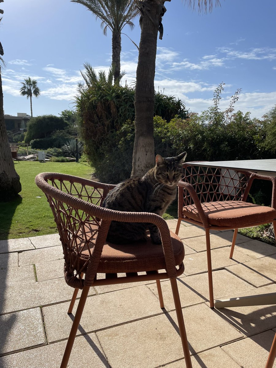 SzabolcsCibi's tweet photo. Good morning everyone ๐ฅฐโฎ๏ธ๐ #goodmorning #GoodMorningEveryone #caturday #photo #photography #photooftheday #cat #kitten #CatsofTwittter #catjobs https://t.co/SOXOIGRQ3V