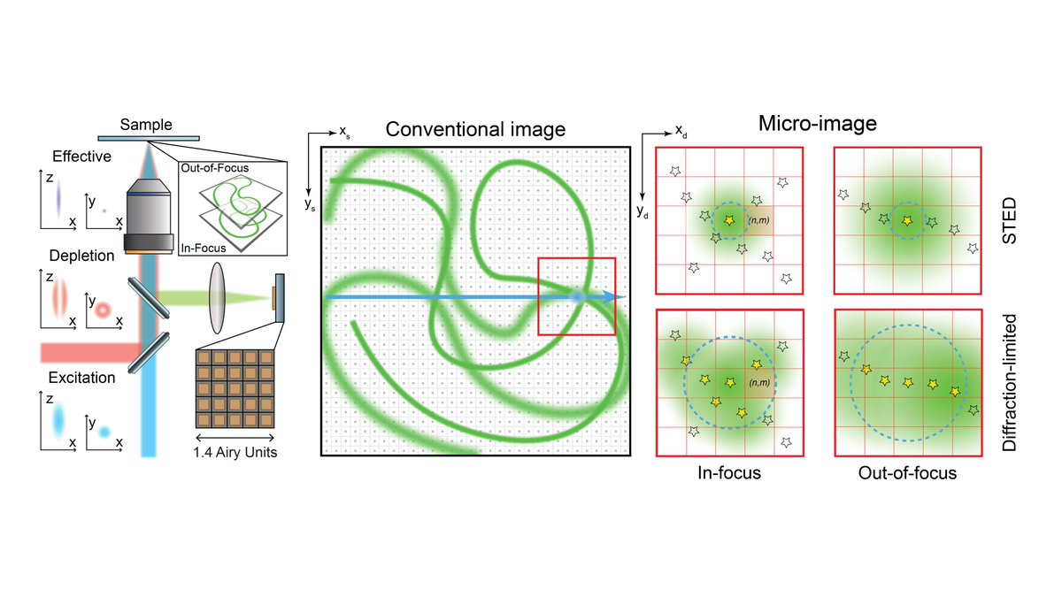 Have a look at our new publication on <a href="/NatureComms/">Nature Communications</a>! In this work, we exploit the information provided by a #SPADarray to push the optical sectioning and resolution of #imagescanningmicroscopy to its limits.

doi.org/10.1038/s41467…

#BrightEyes_ERC
<a href="/IITalk/">IIT</a> <a href="/ERC_Research/">European Research Council (ERC)</a>

(1/5)