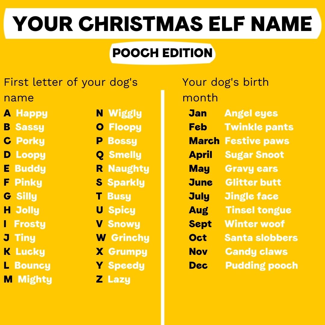 Dogs Trust 💛🐶 (@dogstrust) on Twitter photo What's your dogs elf name? 🎄👇 What's your dogs elf name? 🎄👇