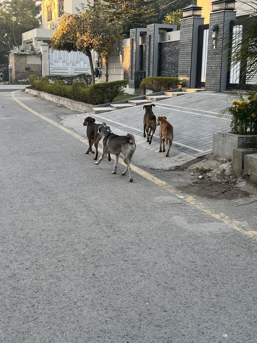 alianjum84's tweet photo. @DGCMCDA @CDAthecapital @CaptainUsman These are the dogs, please get them off street. https://t.co/4Ni6b7Ce0q