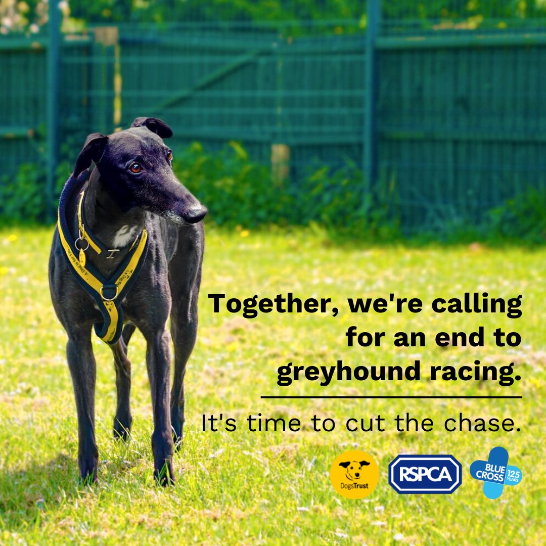 The petition committee's recommendation to ban greyhound racing in Wales is a significant step towards the more compassionate future we need to protect dogs. @the_blue_cross, @dogstrust and @RSPCA_official are united in supporting this: bluecross.org.uk/campaign/CutTh…