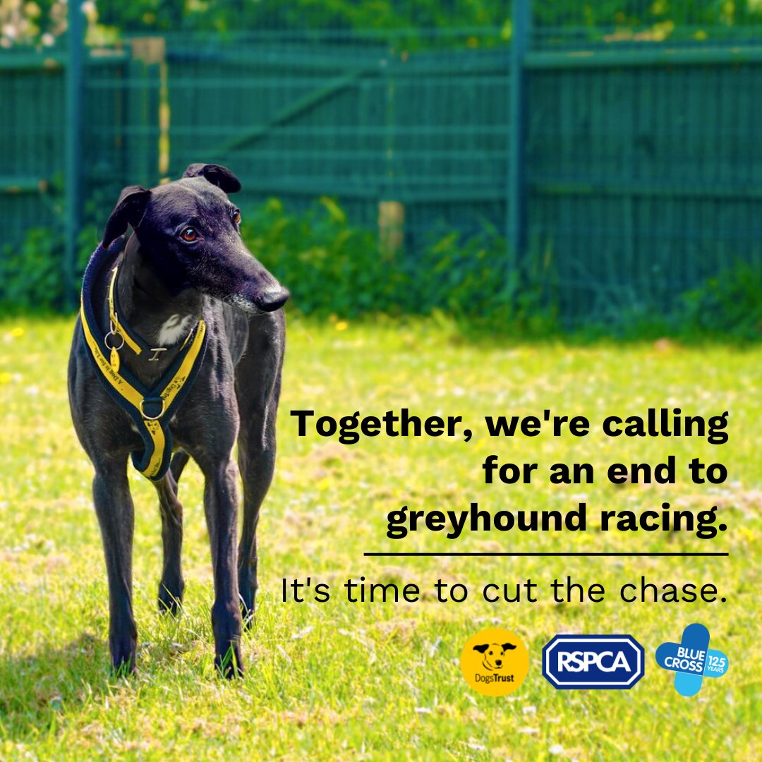 The petition committee's recommendation to ban greyhound racing in Wales is a significant step towards the more compassionate future we need to protect dogs. @the_blue_cross, @dogstrust and <a href="/RSPCA_official/">RSPCA (England & Wales)</a>  are united in supporting this: bluecross.org.uk/campaign/CutTh…