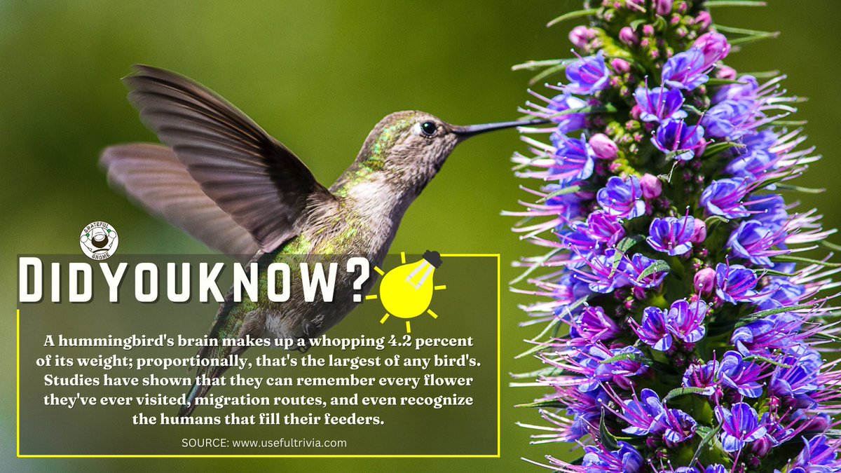 It's Trivia Time!😊
#hummingbirdtrivia
#ThursdayTrivia