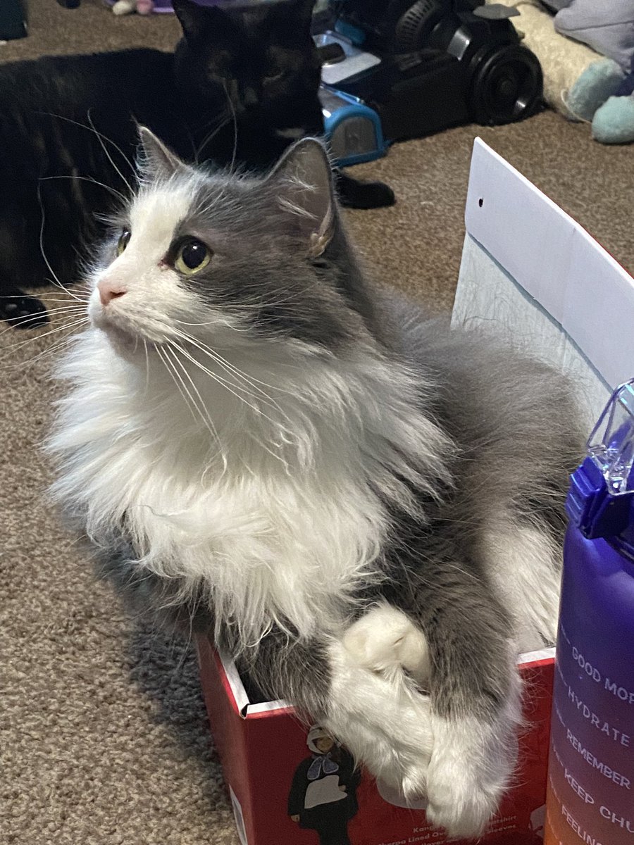 Empty ✨🌊🫧 tweet media