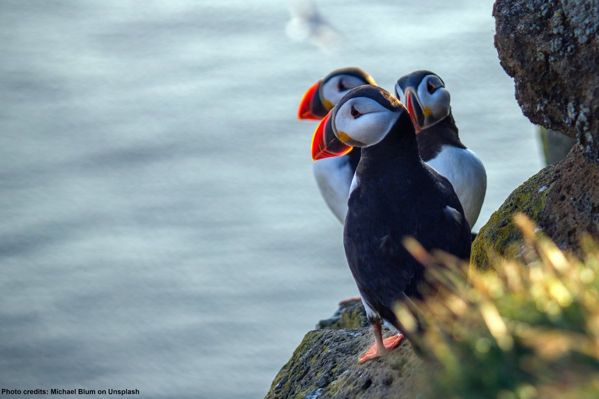 SeaScotland tweet media