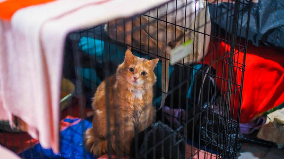 USPUK - Universal Sponsorship Pathway UK tweet media